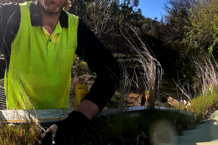 
nowra gutters transformed into a green paradise, cleaner geared up.