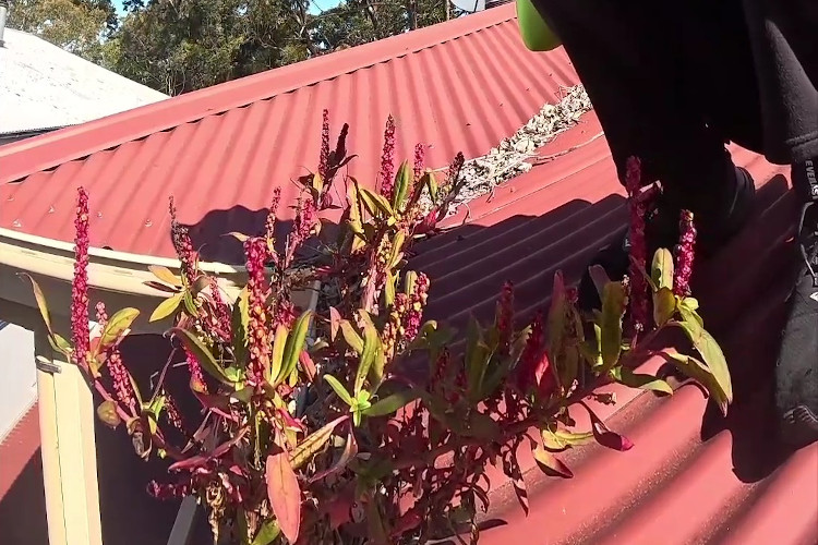 
The gutters adorned with vibrant red plants, cleaning on the horizon.