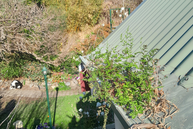 
Lush vegetation pushes through a gutter guard in nowra, signaling the need for cleaning.