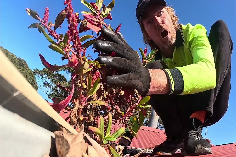 
Gutter cleaner in nowra in disbelief over the sight of splendid plants extending from the guttering.